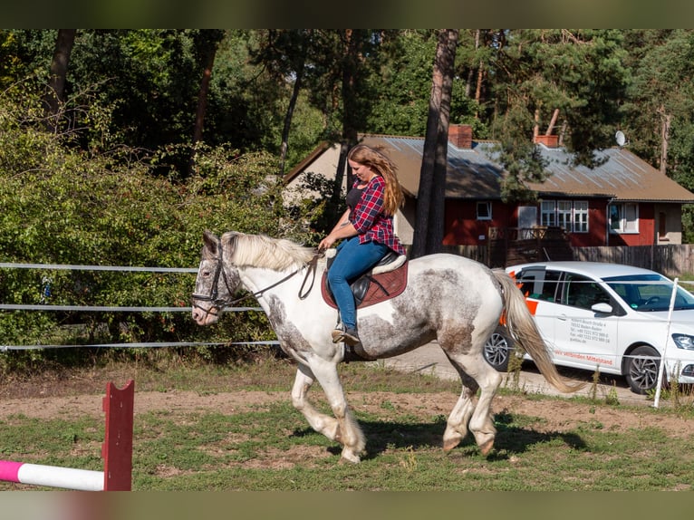 Irish Cob Mix Wallach 10 Jahre 159 cm Apfelschimmel in Wittingen