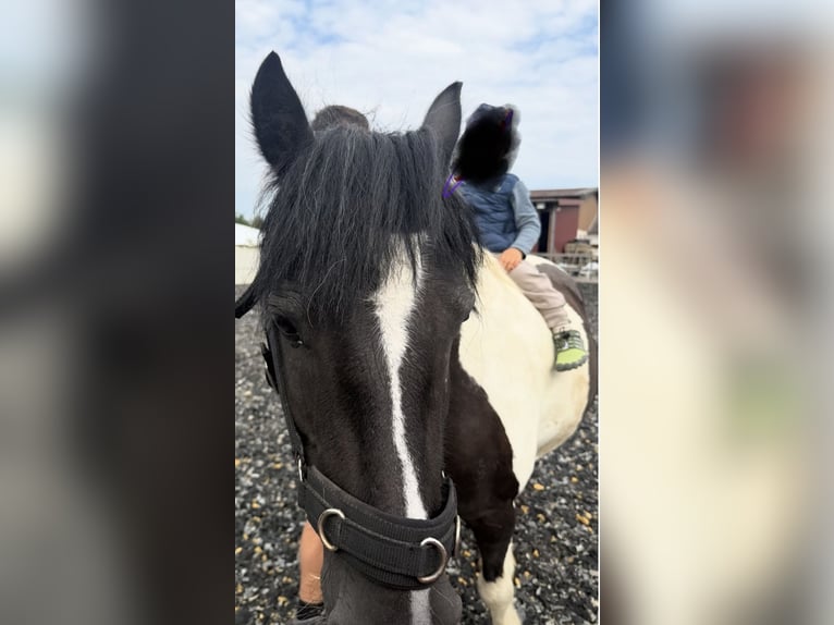 Irish Cob Wallach 11 Jahre 150 cm Schecke in Leipheim