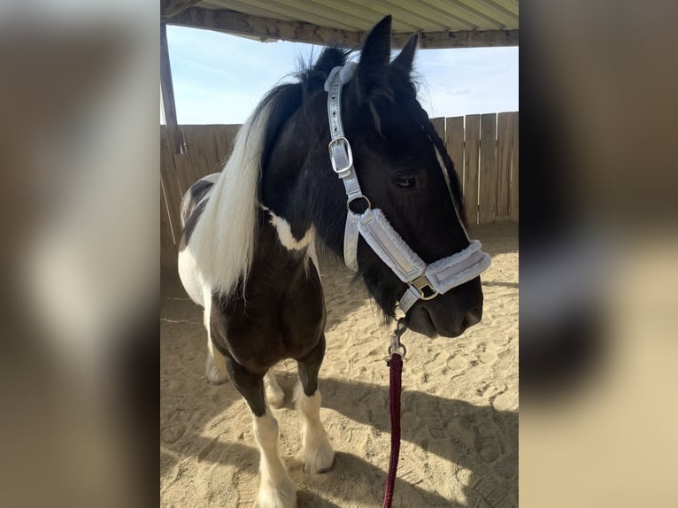Irish Cob Wallach 11 Jahre 150 cm Schecke in Leipheim