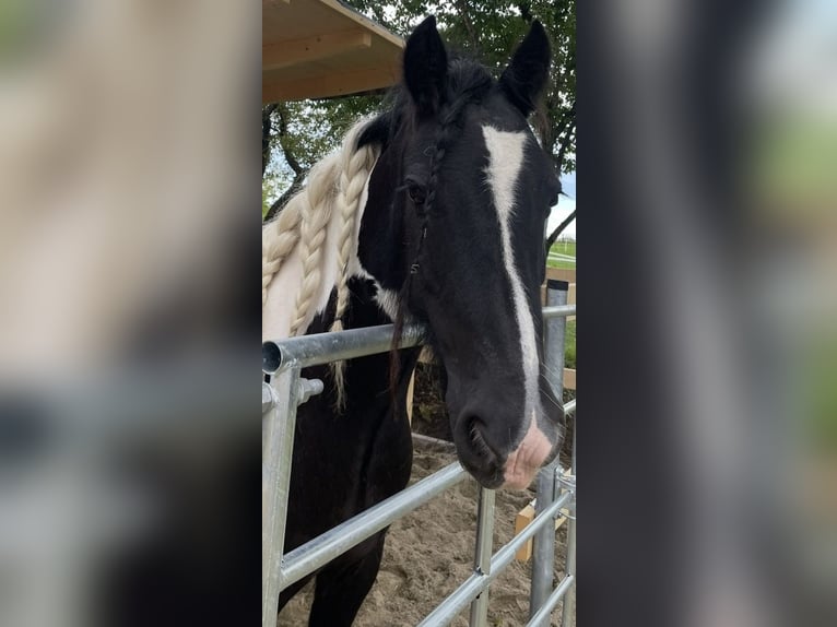 Irish Cob Wallach 11 Jahre 150 cm Schecke in Leipheim