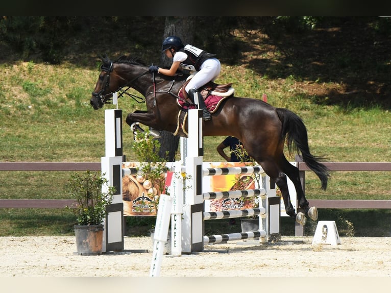 Irish Cob Wallach 11 Jahre 168 cm Dunkelbrauner in Ravenna