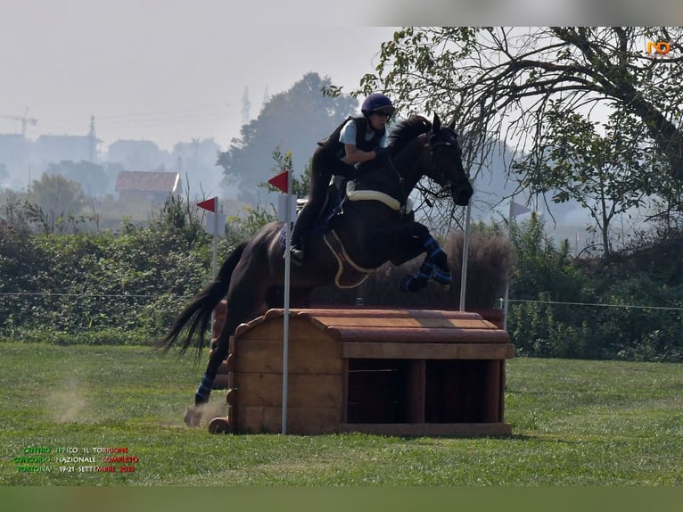 Irish Cob Wallach 11 Jahre 168 cm Dunkelbrauner in Ravenna