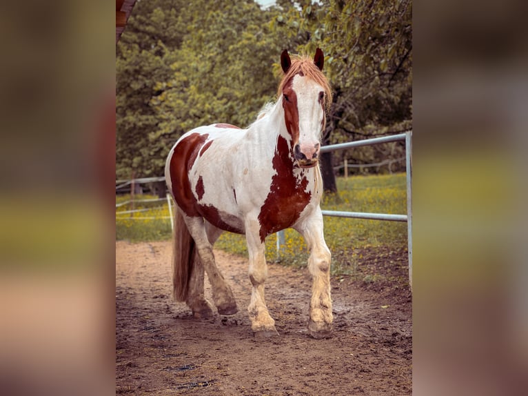 Irish Cob Wallach 12 Jahre 152 cm Schecke in Reutlingen