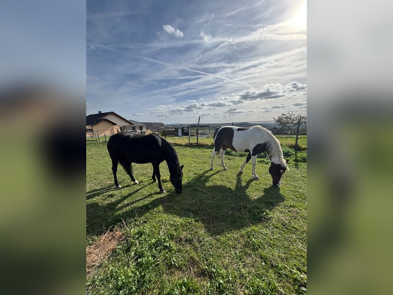 Irish Cob Wallach 14 Jahre 158 cm Schecke in Schauren