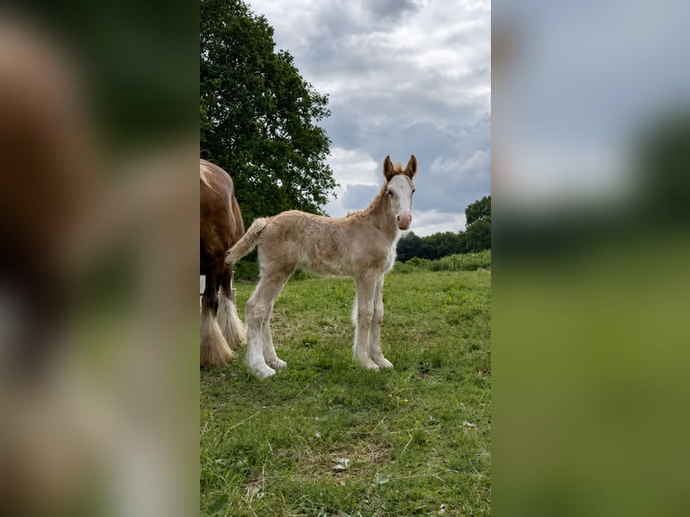 Irish Cob Wallach 1 Jahr 165 cm Schwarzbrauner in Leusden