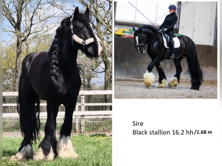 Irish Cob Wallach 1 Jahr 165 cm Schwarzbrauner in Leusden
