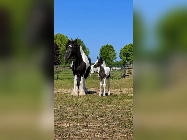 Irish Cob Wallach 1 Jahr 165 cm Schwarzbrauner in Leusden