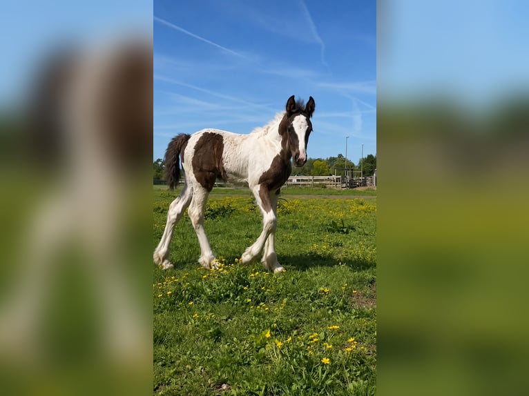 Irish Cob Wallach 1 Jahr 165 cm Schwarzbrauner in Leusden