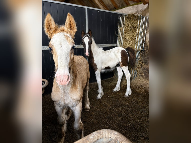 Irish Cob Wallach 1 Jahr 165 cm Schwarzbrauner in Leusden