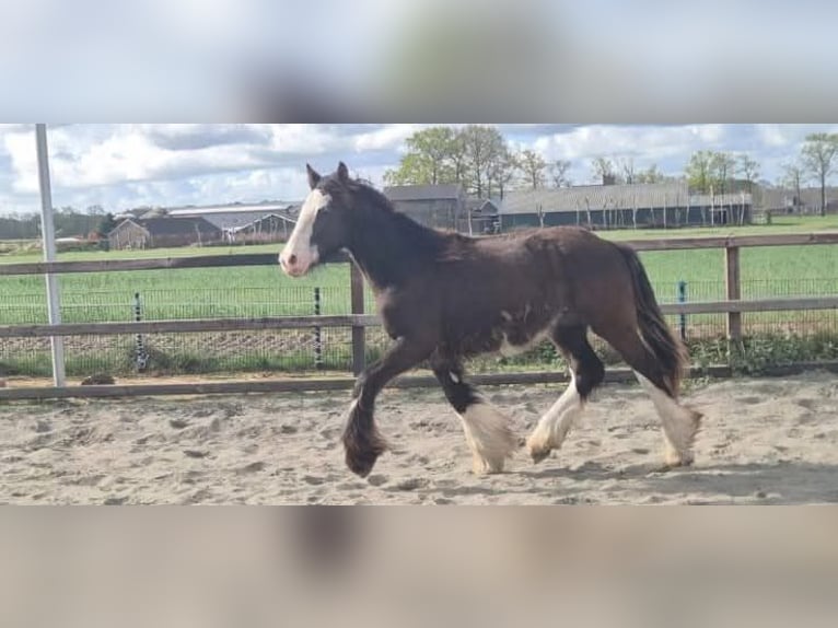 Irish Cob Wallach 1 Jahr 165 cm Schwarzbrauner in Leusden