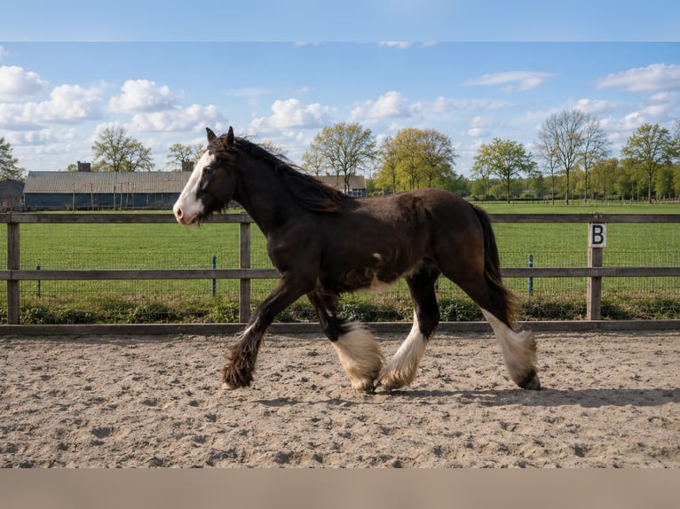 Irish Cob Wallach 1 Jahr 165 cm Schwarzbrauner in Leusden