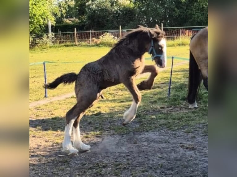 Irish Cob Wallach 1 Jahr 165 cm Schwarzbrauner in Leusden