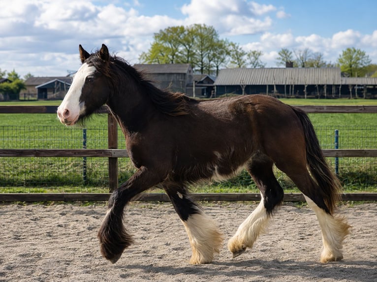 Irish Cob Wallach 1 Jahr 165 cm Schwarzbrauner in Leusden