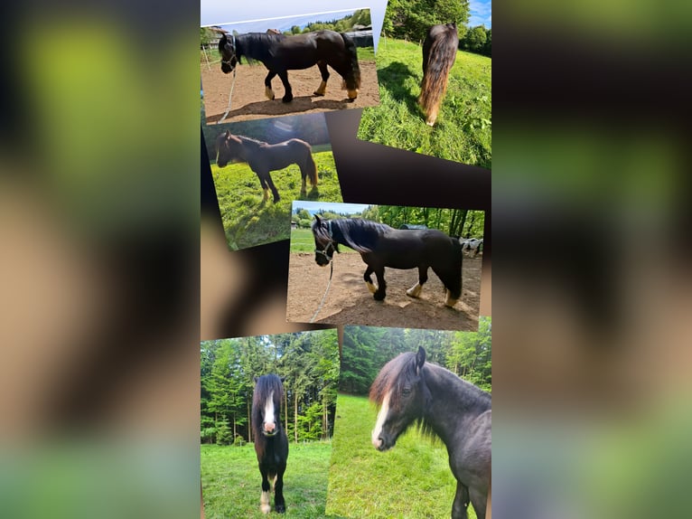Irish Cob Wallach 3 Jahre 138 cm Rappe in Oberzent