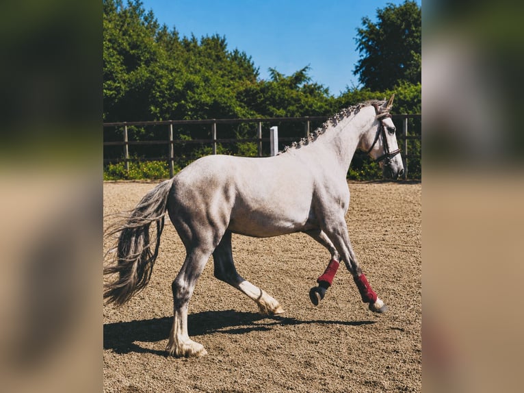 Irish Cob Mix Wallach 3 Jahre 142 cm Schimmel in Killinchy