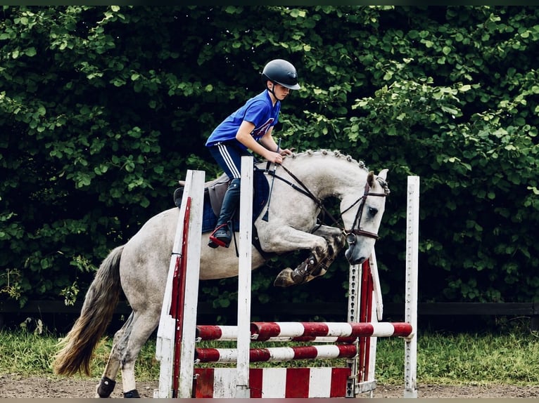 Irish Cob Mix Wallach 3 Jahre 142 cm Schimmel in Killinchy