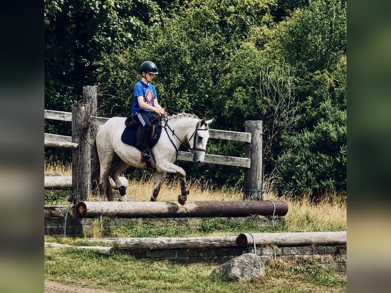 Irish Cob Mix Wallach 3 Jahre 142 cm Schimmel in Killinchy