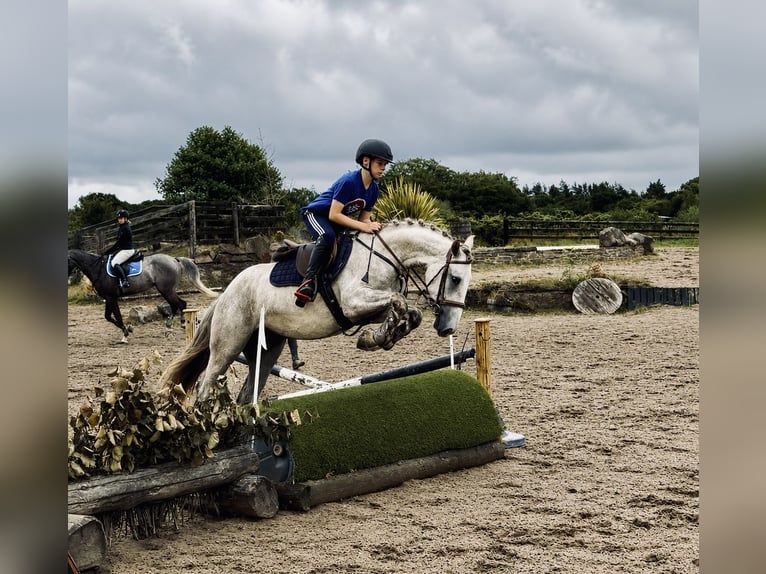 Irish Cob Mix Wallach 3 Jahre 142 cm Schimmel in Killinchy