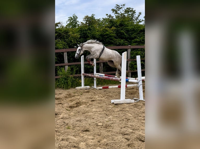 Irish Cob Mix Wallach 3 Jahre 142 cm Schimmel in Killinchy