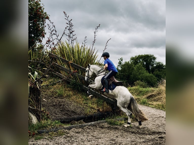 Irish Cob Mix Wallach 3 Jahre 142 cm Schimmel in Killinchy