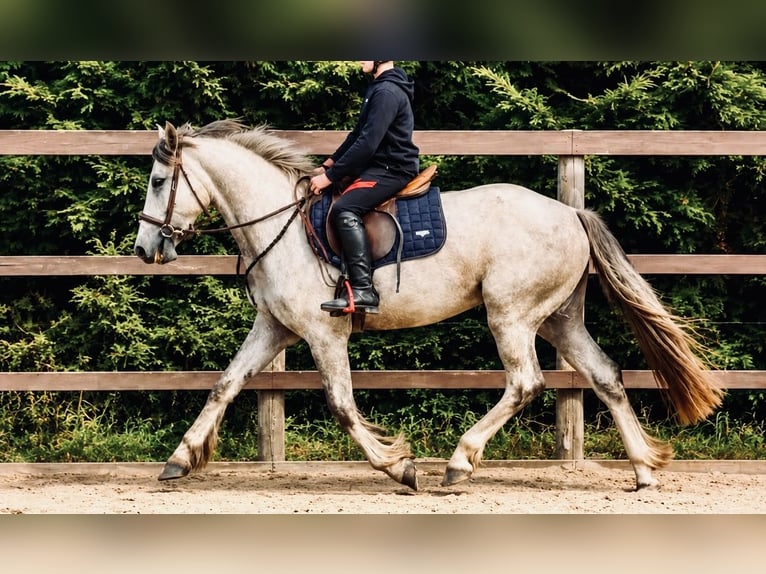 Irish Cob Mix Wallach 3 Jahre 142 cm Schimmel in Killinchy