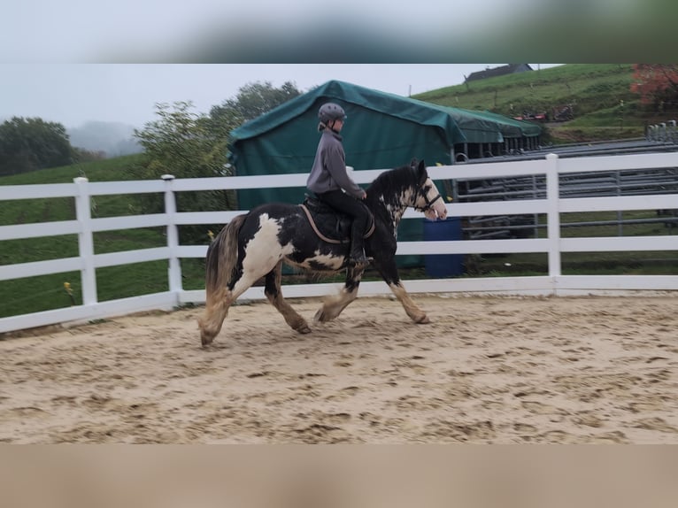 Irish Cob Wallach 4 Jahre 148 cm Roan-Blue in Morsbach