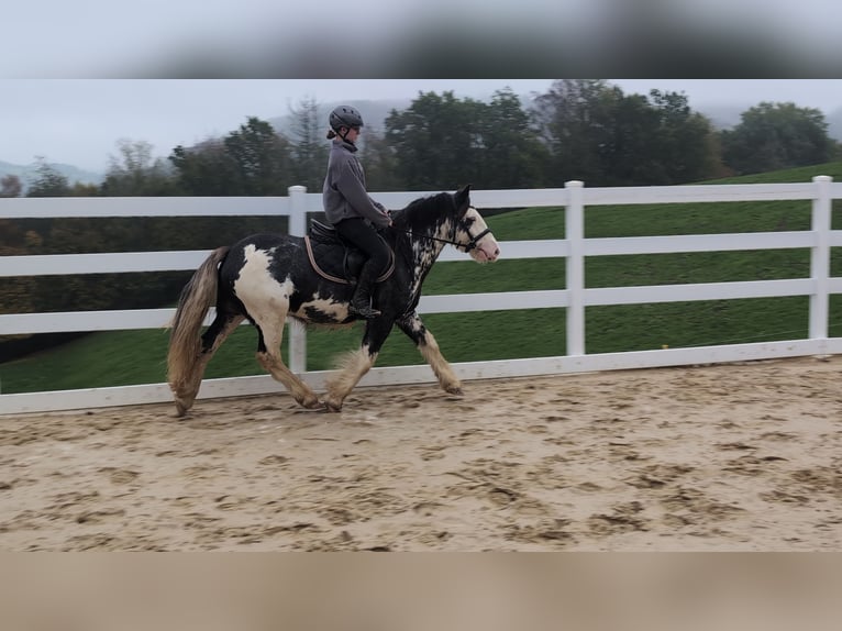 Irish Cob Wallach 4 Jahre 148 cm Roan-Blue in Morsbach