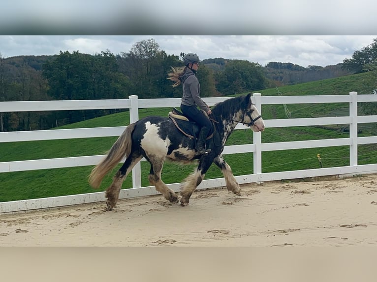 Irish Cob Wallach 4 Jahre 148 cm Roan-Blue in Morsbach