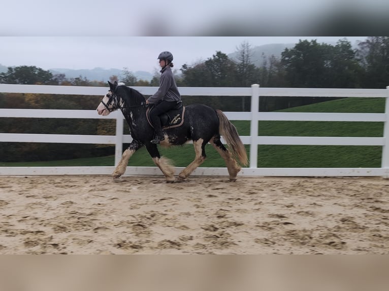 Irish Cob Wallach 4 Jahre 148 cm Roan-Blue in Morsbach
