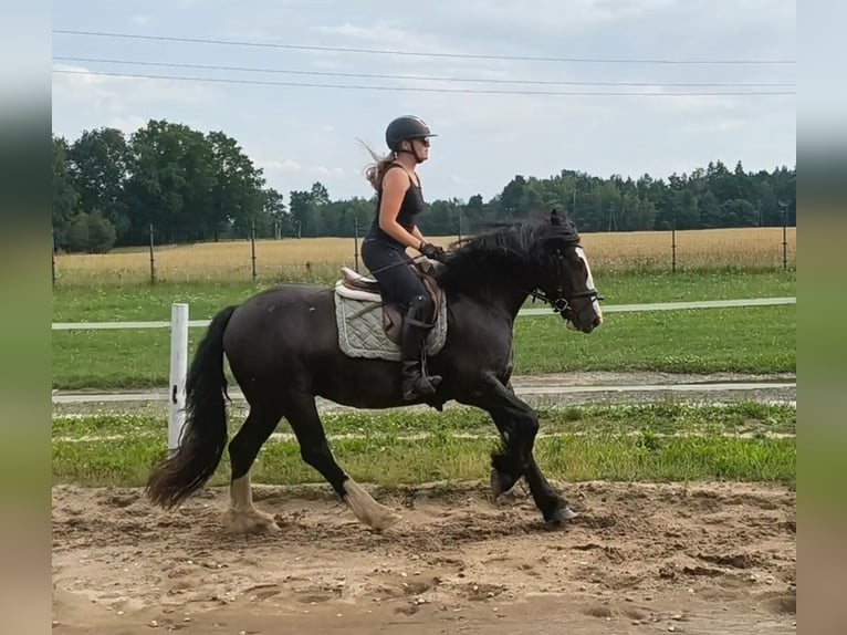 Irish Cob Wallach 4 Jahre 153 cm Rappe in Forst
