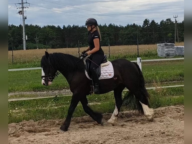 Irish Cob Wallach 4 Jahre 153 cm Rappe in Forst