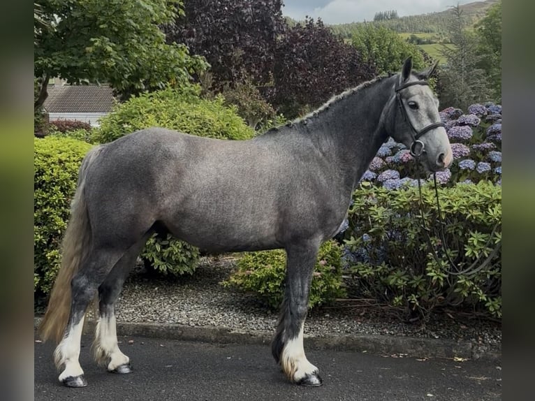 Irish Cob Wallach 4 Jahre 155 cm Schimmel in Newry