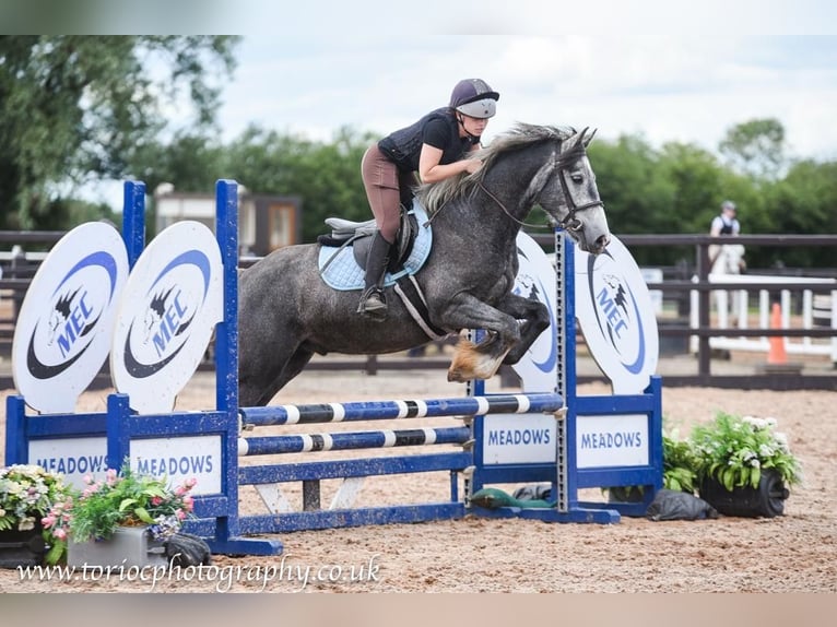 Irish Cob Wallach 4 Jahre 155 cm Schimmel in Newry