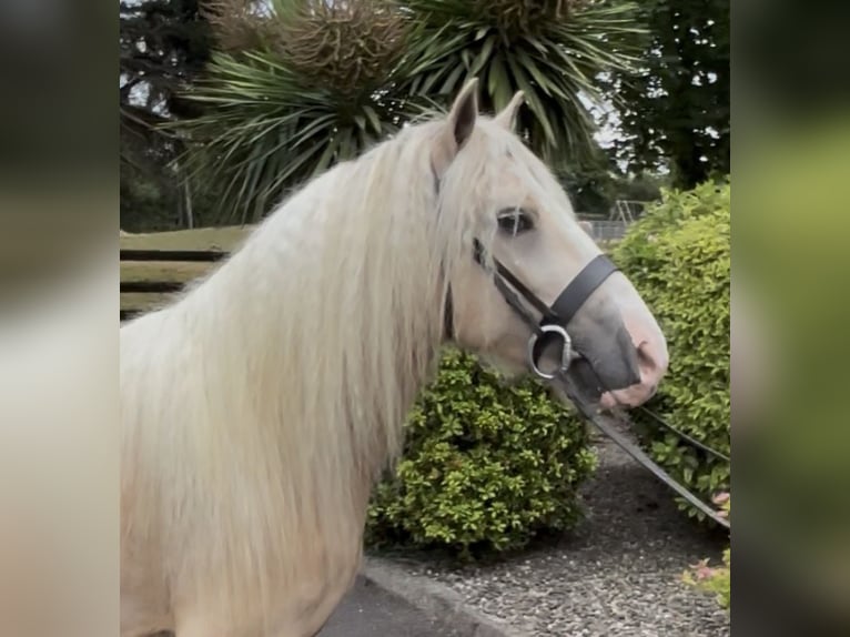 Irish Cob Wallach 6 Jahre 138 cm  in Newry