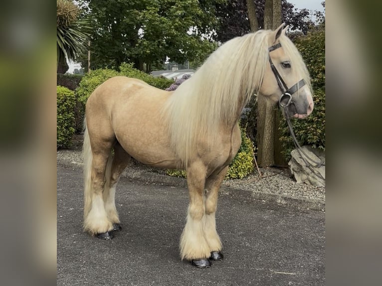 Irish Cob Wallach 6 Jahre 138 cm  in Newry
