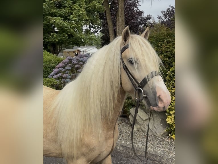 Irish Cob Wallach 6 Jahre 138 cm  in Newry