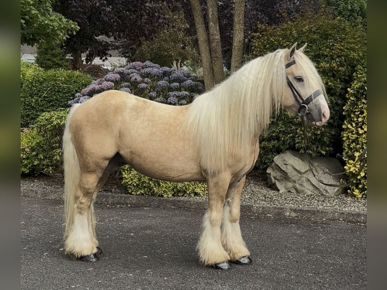 Irish Cob Wallach 6 Jahre 138 cm  in Newry
