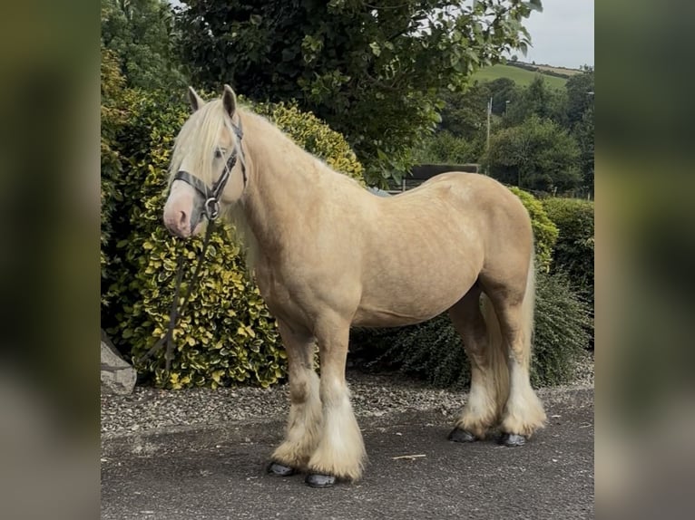 Irish Cob Wallach 6 Jahre 138 cm  in Newry