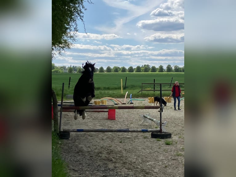 Irish Cob Mix Wallach 9 Jahre 134 cm Rappe in Melle