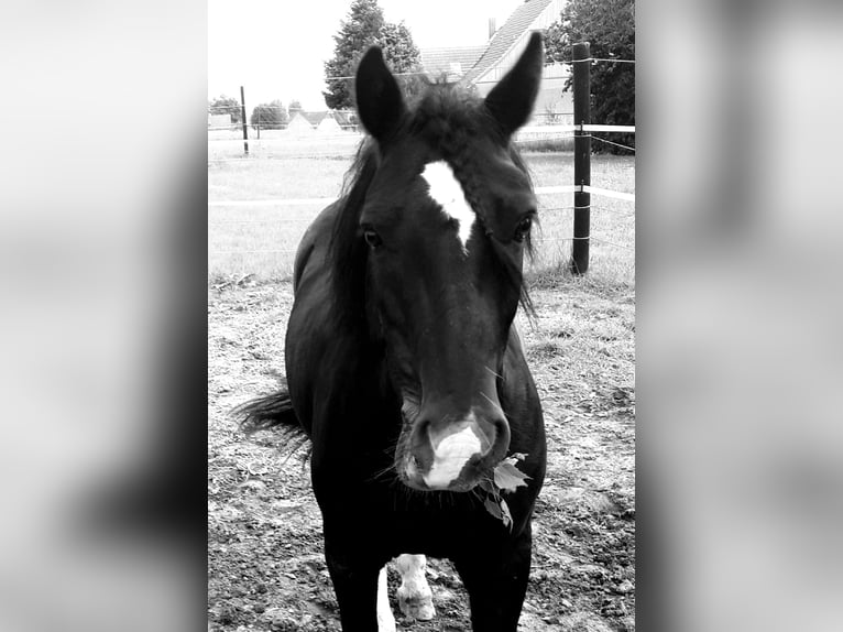 Irish Cob Mix Wallach 9 Jahre 134 cm Rappe in Melle