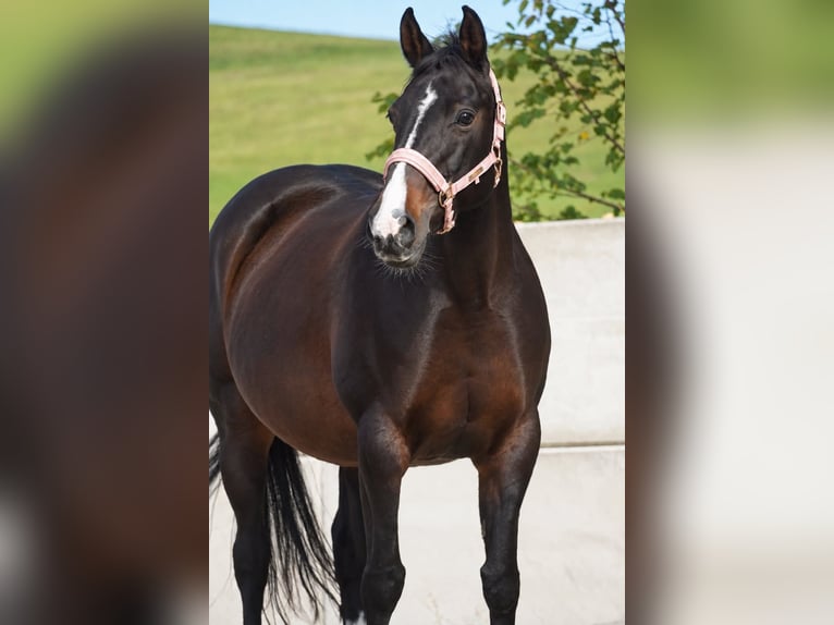 Irish Cob Yegua 13 años 156 cm Morcillo in Nettersheim
