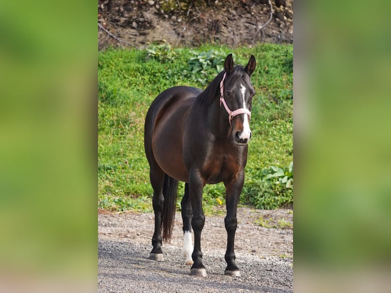 Irish Cob Yegua 13 años 156 cm Morcillo in Nettersheim