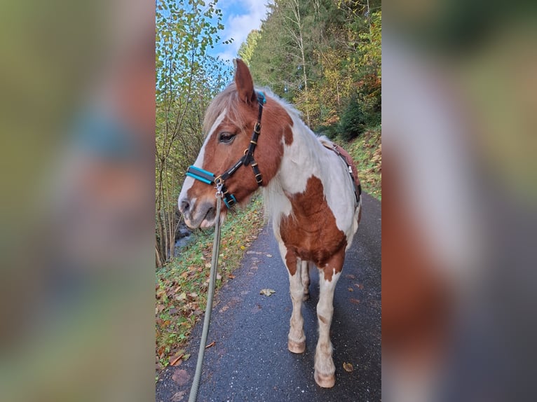 Irish Cob Yegua 21 años 153 cm Tobiano-todas las-capas in Wolfach