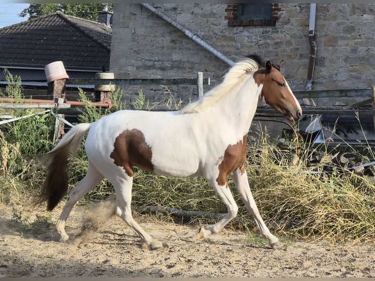 Irish Cob Mestizo Yegua 2 años 148 cm Pío in Eilsleben