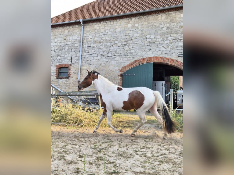 Irish Cob Mestizo Yegua 2 años 148 cm Pío in Eilsleben