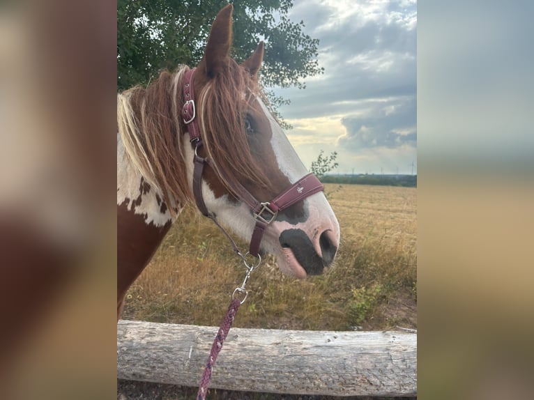 Irish Cob Mestizo Yegua 4 años 155 cm Pío in Lemberg