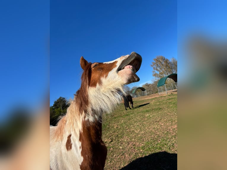 Irish Cob Mestizo Yegua 4 años 155 cm Pío in Lemberg