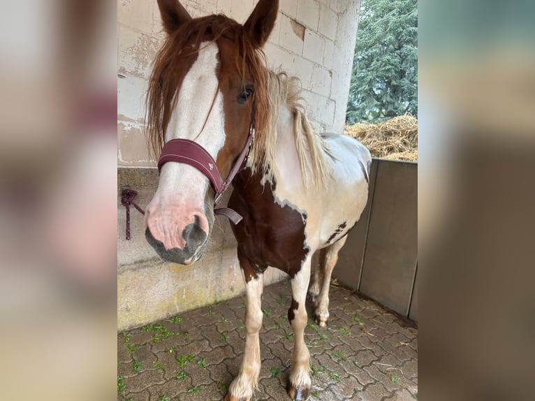 Irish Cob Mestizo Yegua 4 años 155 cm Pío in Lemberg