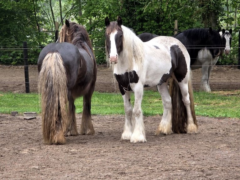 Irish Cob Yegua 5 años 150 cm Tobiano-todas las-capas in Wapserveen