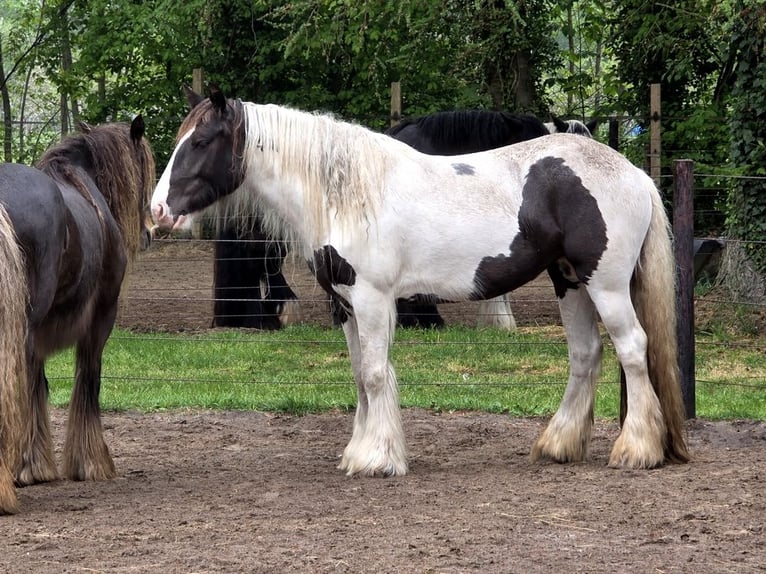 Irish Cob Yegua 5 años 150 cm Tobiano-todas las-capas in Wapserveen
